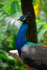 Obraz premium portrait of a peacock