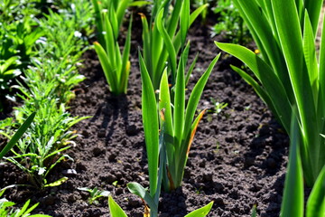 young iris leaves in the flowerbed