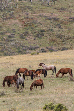 A herd of wild brumbies grazing on the mountainside