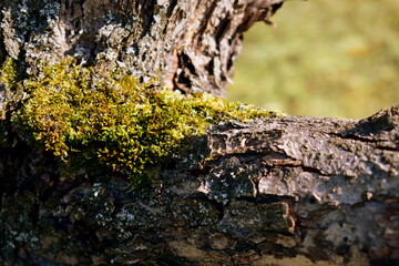 lichen on tree