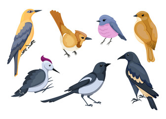 Cute small cartoon birds vector illustration set. Little sparrow, woodpecker, crow, isolated on white background. Nature, flying animals concept