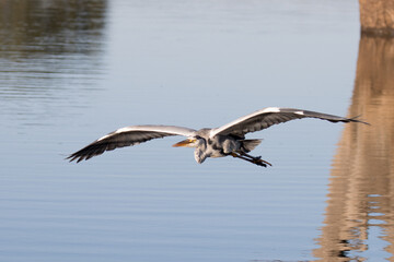 Kruger National Park: Grey heron