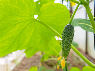 A small young cucumber in a greenhouse close-up. Copy space.