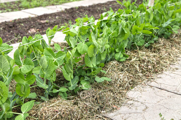 Peas grow in summer in the garden under mulch from dry grass. Vegetables are grown in organic farming.