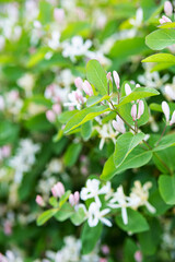 Blooming bush 
