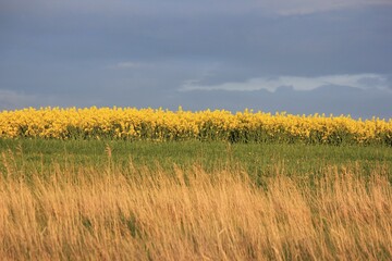 Blooming, yellow rapeseed field
