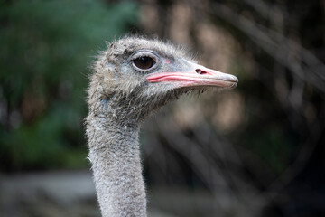 head and neck of an ostrich bird on the side in profile, portrait in the park
