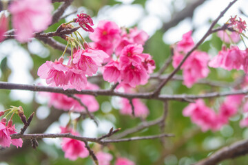 沖縄の緋寒桜、日本一早い桜まつり