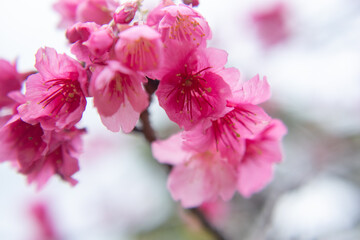 沖縄の緋寒桜、日本一早い桜まつり
