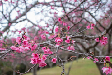 沖縄の緋寒桜、日本一早い桜まつり