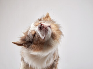 the dog shakes off. Happy Border Collie with funny muzzle. wet Pet 