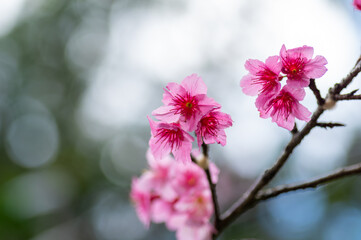 沖縄の緋寒桜、日本一早い桜まつり