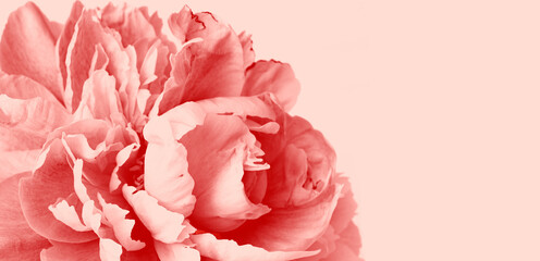 Tinted pastel background with peony