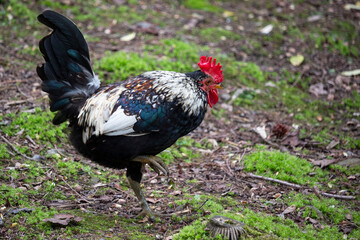 Portrait of Beautiful Rooster on nature background