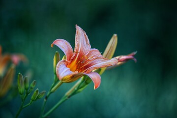 red lily flower