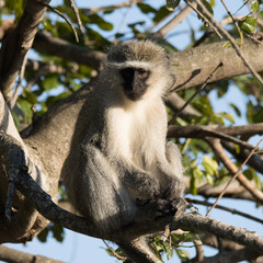 Kruger National Park: vervet monkey