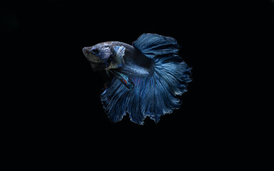 Beautiful of blue and yellow half moon siamese betta fish fighting fish in thailand on isolated black background. Thailand called Pla-kad or big ear fish.