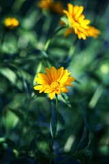 yellow flower in the garden