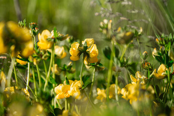 Yellow summer flower floral background. Lotus tenuis flower background.