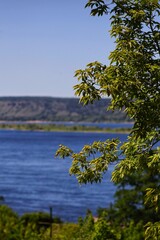 trees on the shore of lake