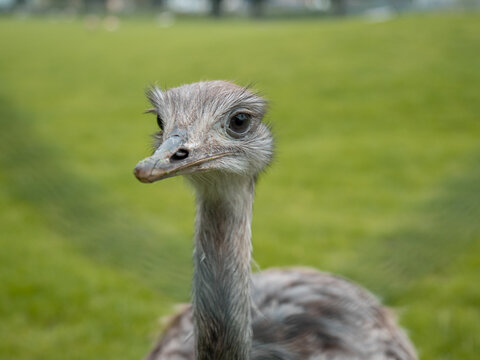 Closeup of a cute nandu rhea bird on a green meadow