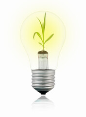 Glowing Isolated transparent tungsten light bulb with sprout inside on white background with reflection. Green energy concept.