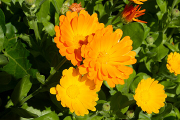 Margaritas naranjas en primavera