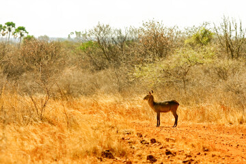 Cobe à croissant Kobus ellipsiprymnus Antilope Waterbuck Afrique Kenya