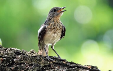 Singing
