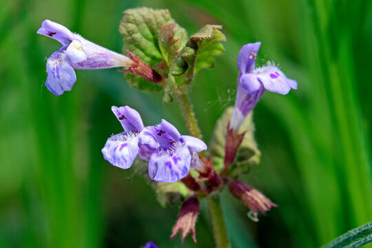 Gundermann // Ground-ivy, gill-over-the-ground (Glechoma hederacea)