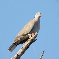 Kruger National Park: Birds African Mourning Dove