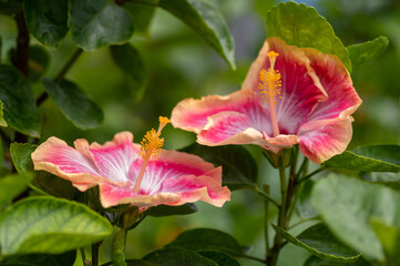 植物園のハイビスカス