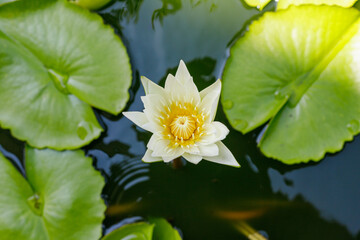 picture of lotus flowers blooming