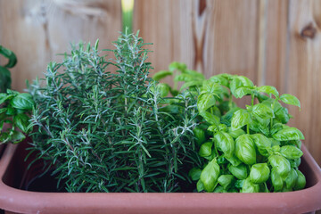 a herbs garden on the balcony with basil and rosemary plants