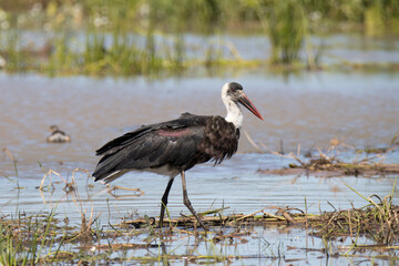 Kruger National Park: Birds Woolly-necked stork