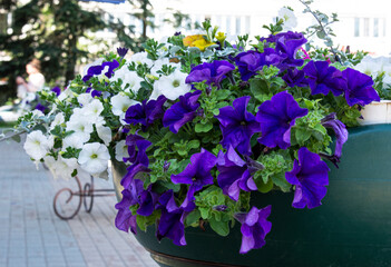 Beautiful purple petunias in pots for a cafe or restaurant