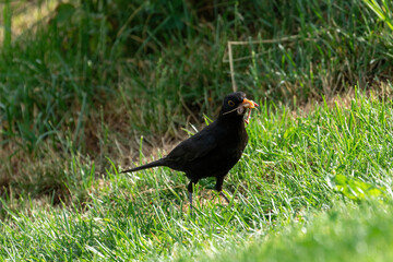 a blackbird male on the green lawn is pecking worms in summer