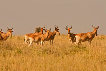 Damalisque Damaliscus Korrigum Antilope Topi au Kenya