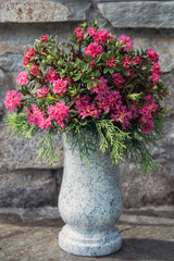 the beautiful red alpine rose, rhododendron ferrugineum, in a flower vase with a stone wall in the background