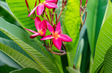 The pink Frangipani is fragrant flowers. It's growth on the home outdoor.