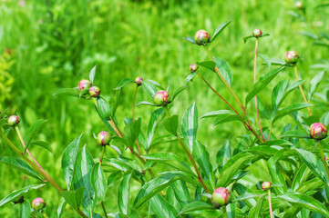 grass with flowers