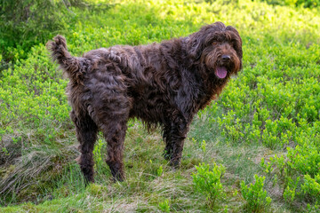 hunting dog, pudelpointer, in spring on the mountains