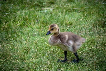 baby goose on the grass