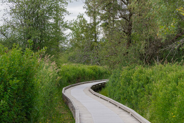 boardwalk in the forest