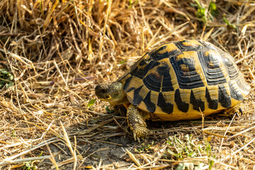 Italy Tuscany Maremma Grossetana, Castiglione della Pescaia Meeting with Terrestrial Turtle Testudo Hermanni