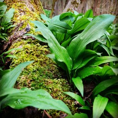 Obraz premium leaves in the garden