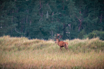 Hirsch auf Fischland Darss Zingst im Herbst