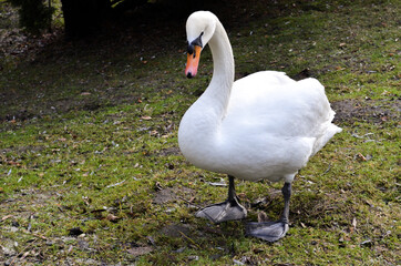 Swan standing, big white swan on the grass, pure feathers