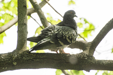 Common pigeon sitting on the wood branch in the park