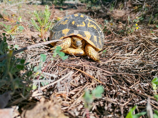 Italy Tuscany Maremma Grossetana, Castiglione della Pescaia Meeting with Terrestrial Turtle Testudo Hermanni